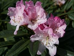 R.adenophorum